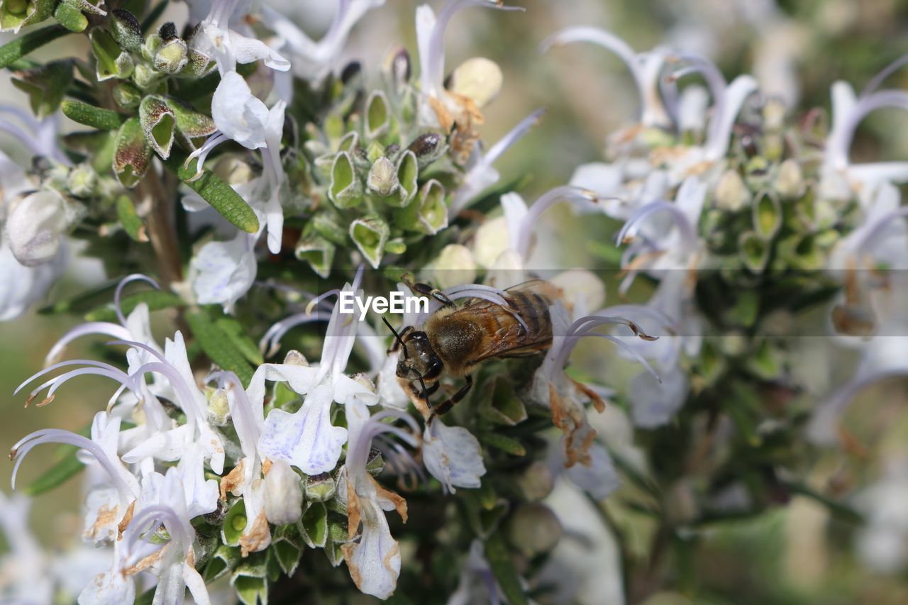 Close-up of bee on flower