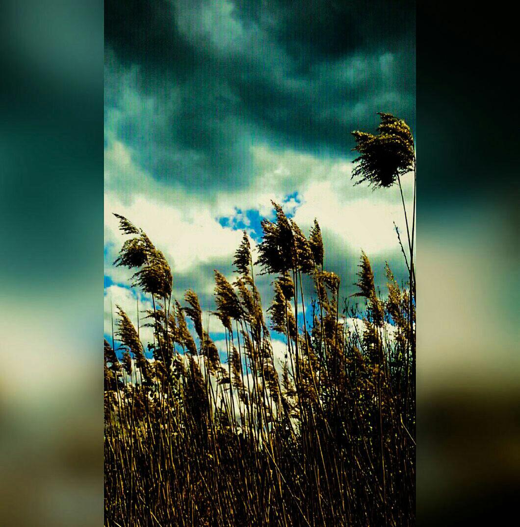 TREES AGAINST CLOUDY SKY