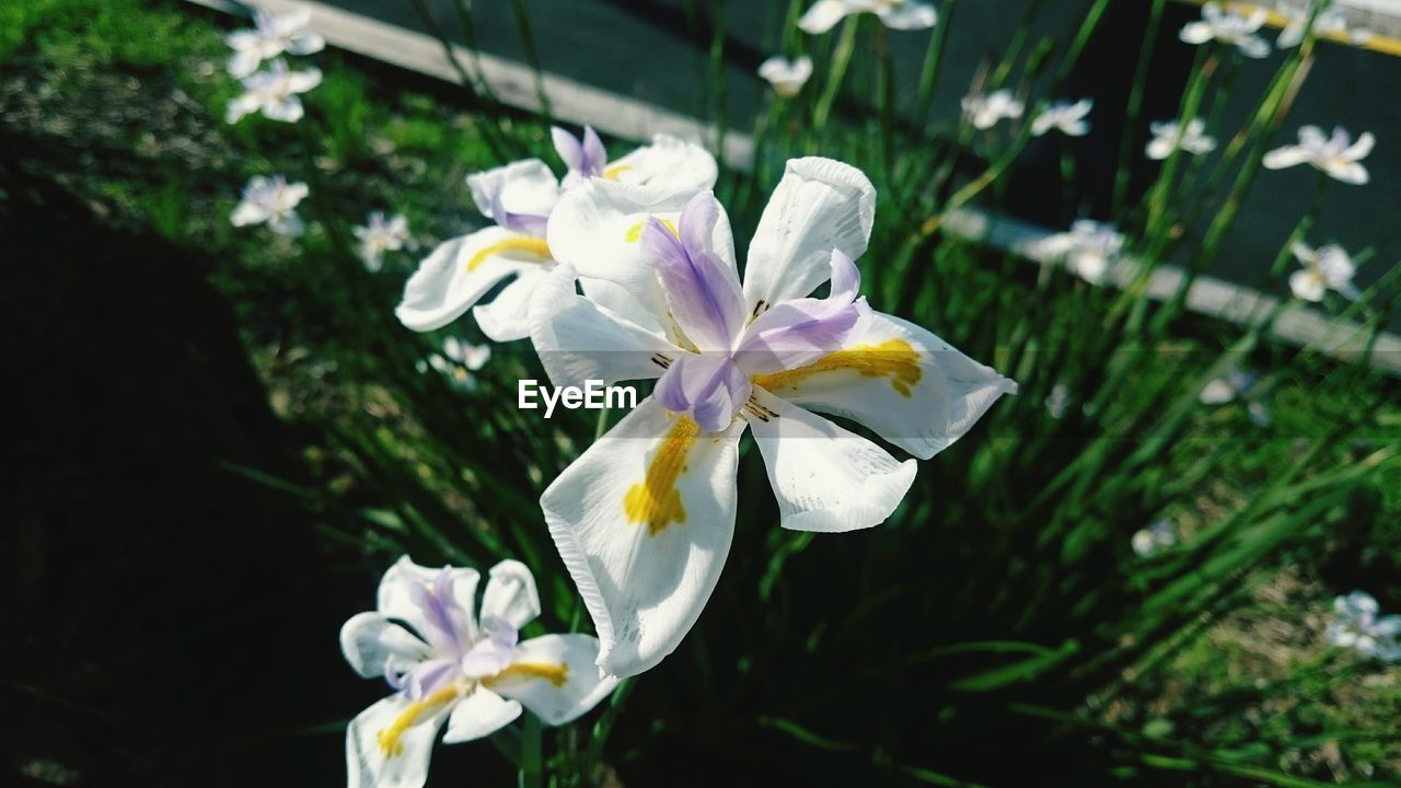 Close-up of iris flowers blooming outdoors