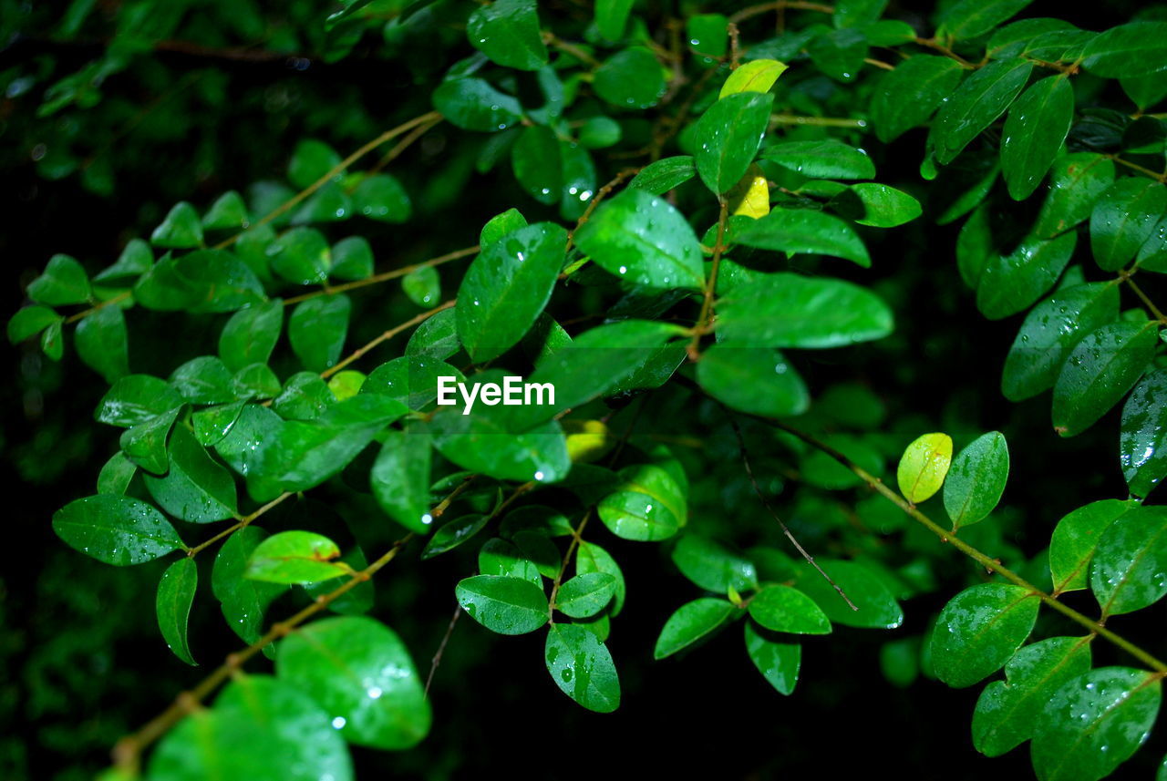 High angle view of raindrops on leaves