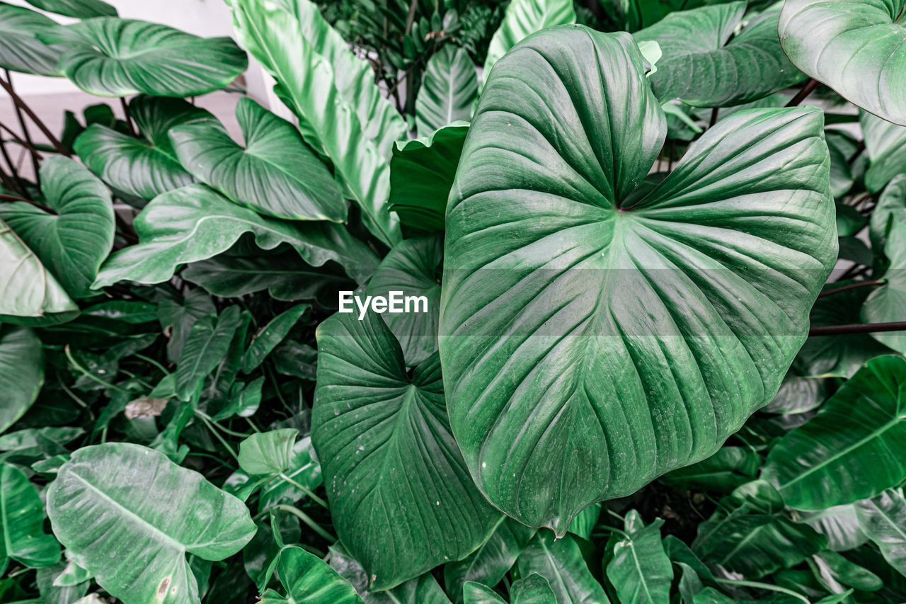 HIGH ANGLE VIEW OF FRESH GREEN LEAF IN SUNLIGHT