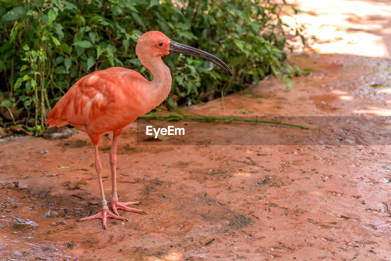 Scarlet ibis