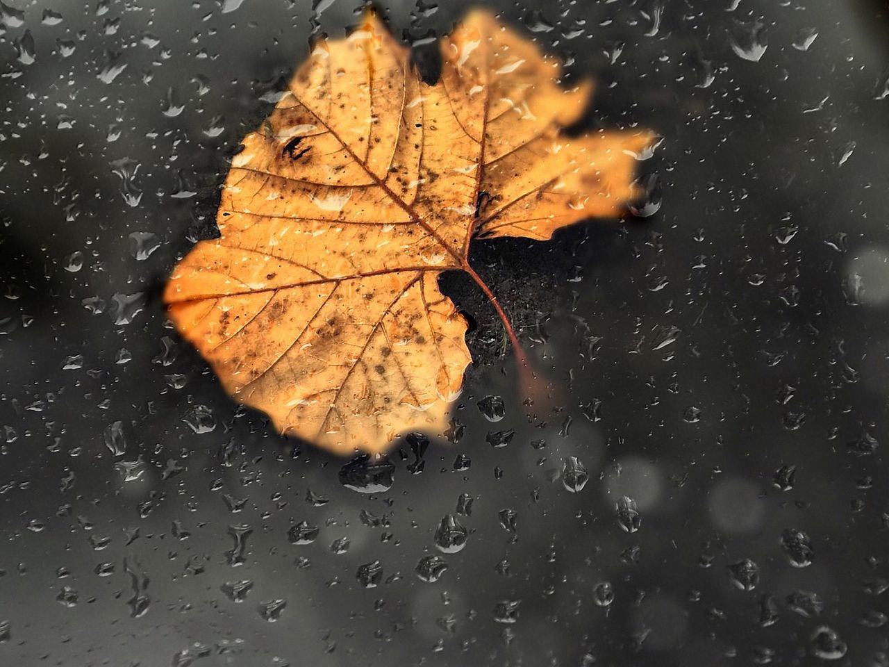 Close-up of leaf on wet glass window