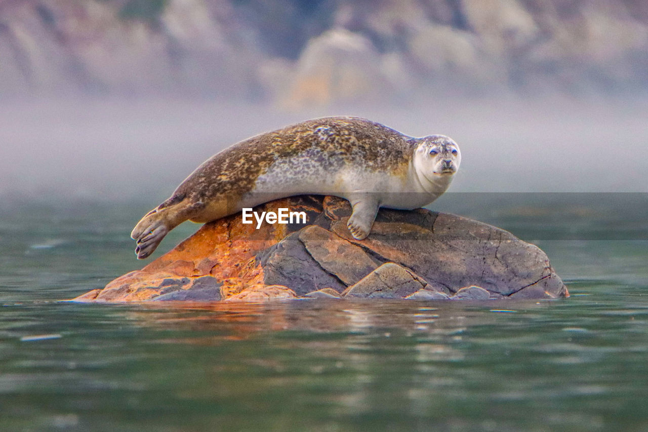 Seal resting on a rock