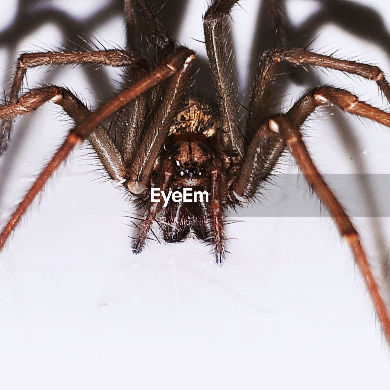 CLOSE-UP VIEW OF SPIDER