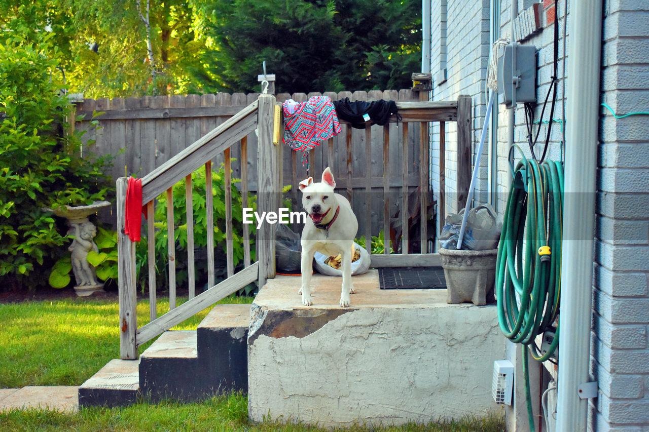 Portrait of dog outdoors
