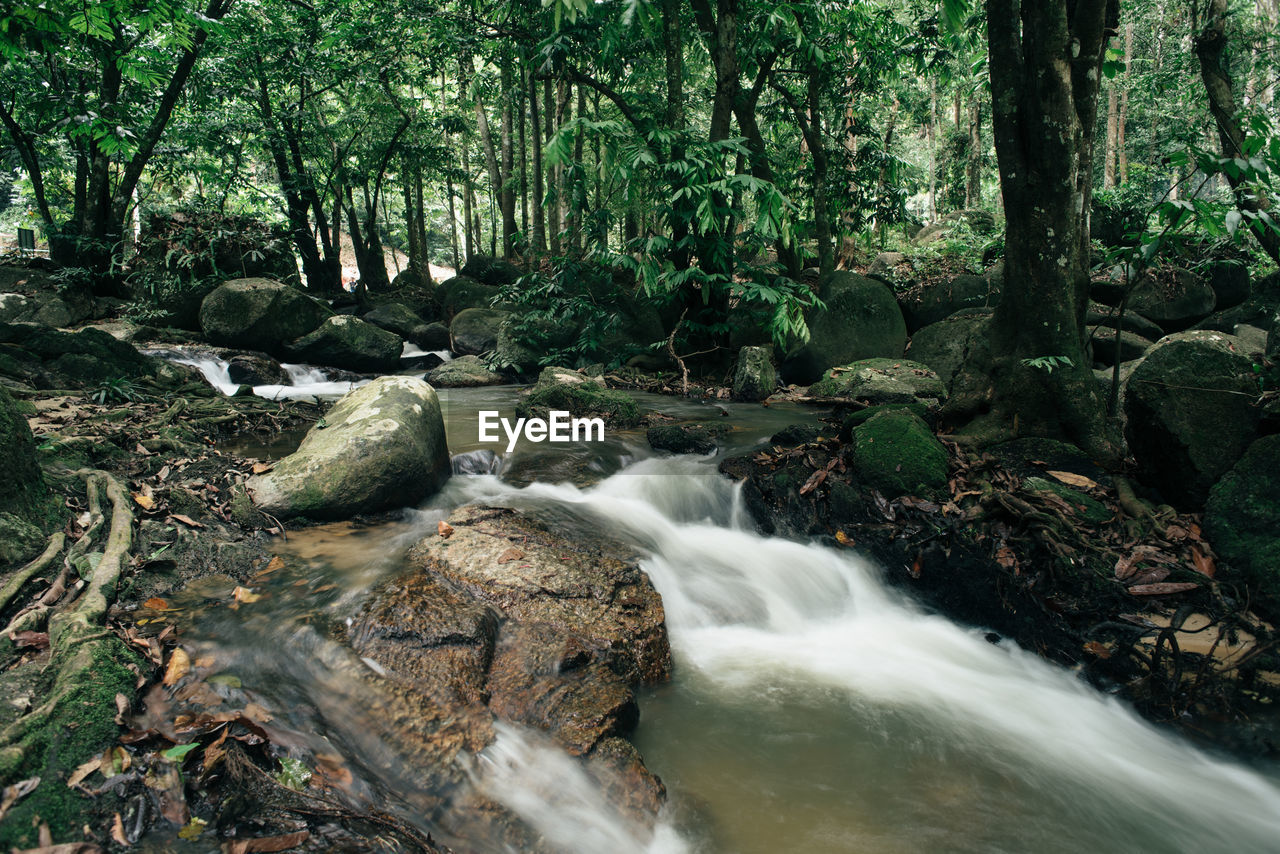 Scenic view of waterfall in forest