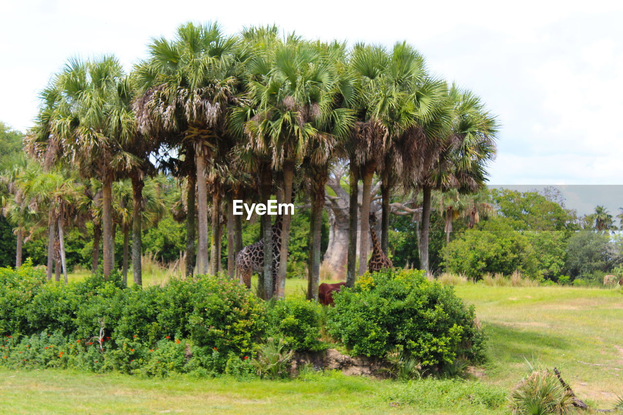 Giraffes by palm trees on field