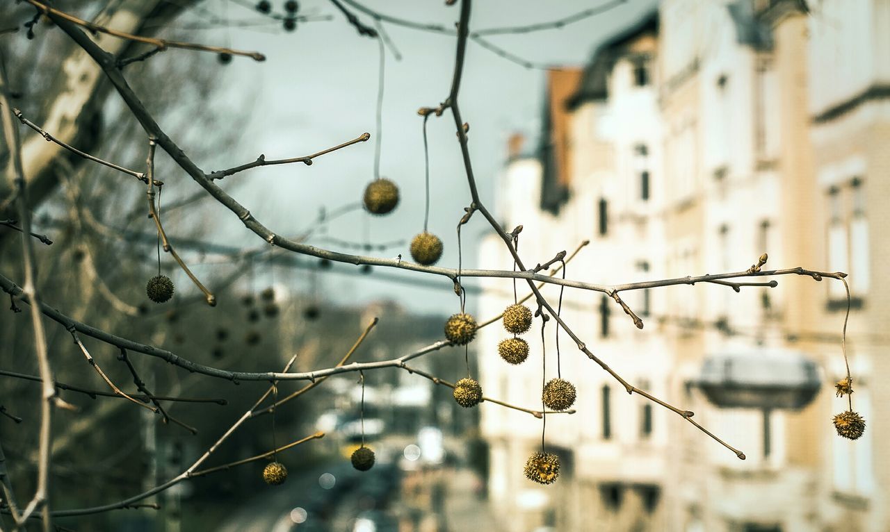 Close-up of plant against blurred background