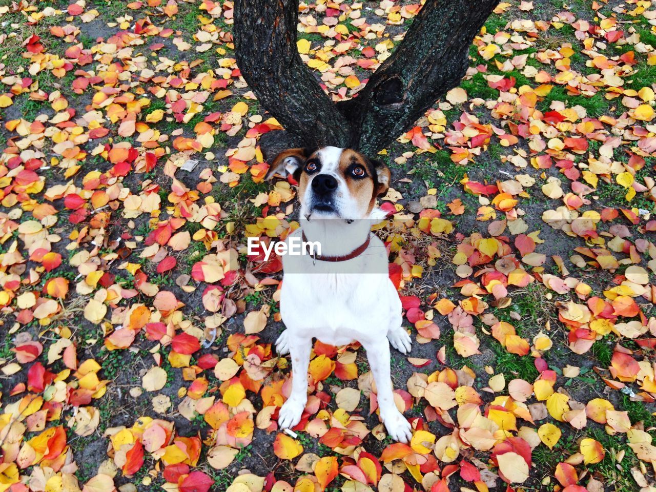 Portrait of dog sitting on tree