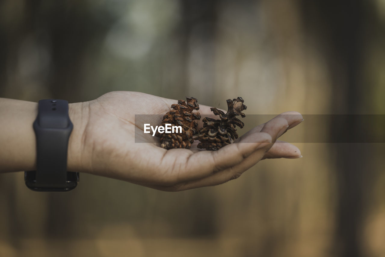 Cropped hand of woman holding pine cone outdoors