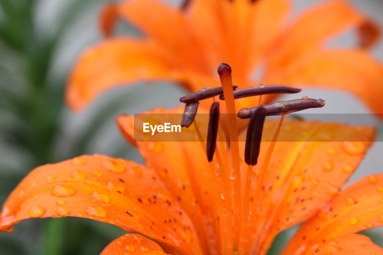 Close-up of orange flower