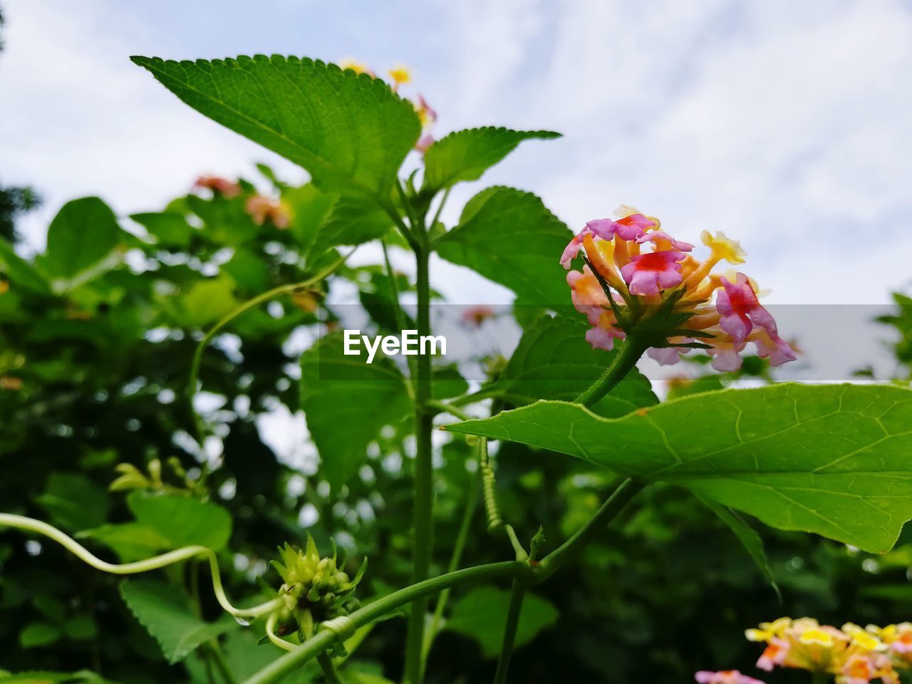 CLOSE-UP OF WHITE BUTTERFLY ON PLANT AGAINST SKY