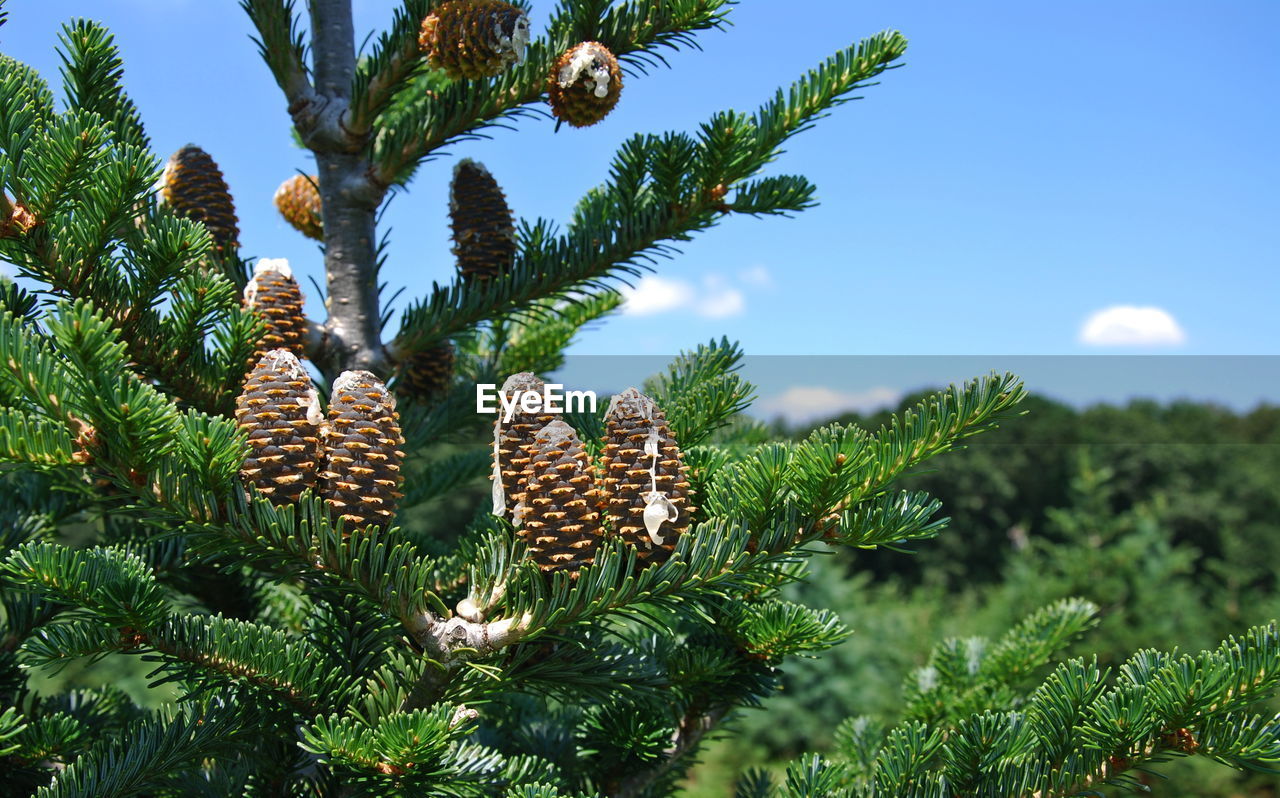 Low angle view of pine tree