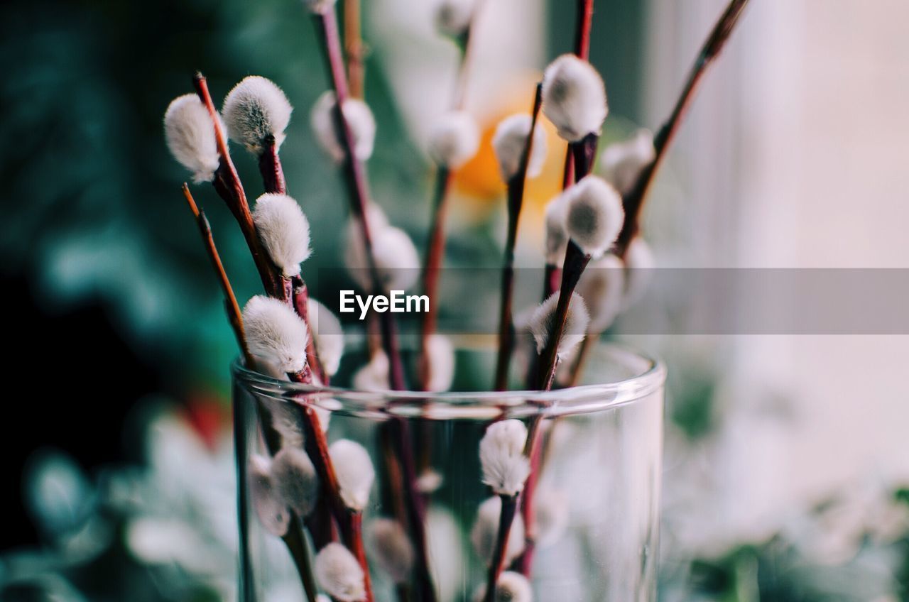 Close-up of pussy willow in vase