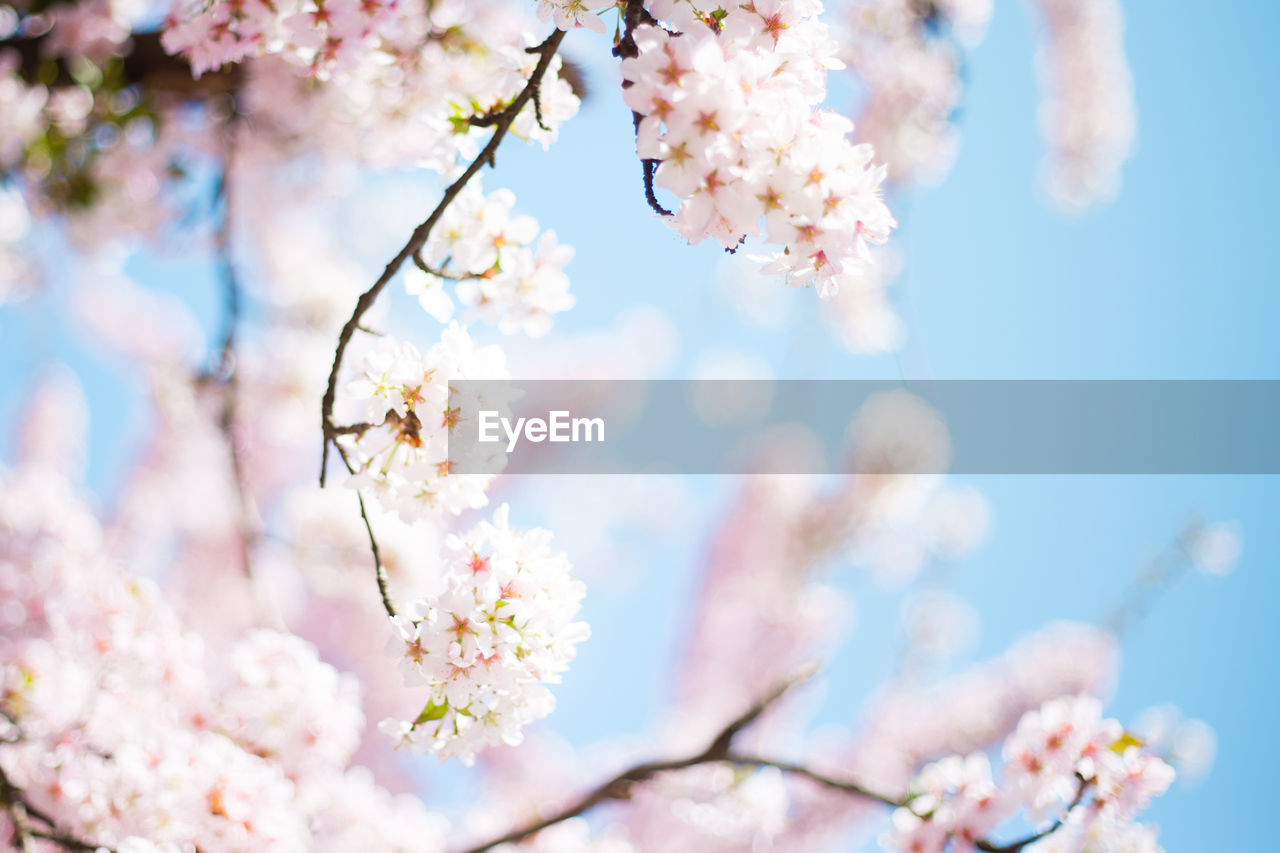 Low angle view of cherry blossoms in spring