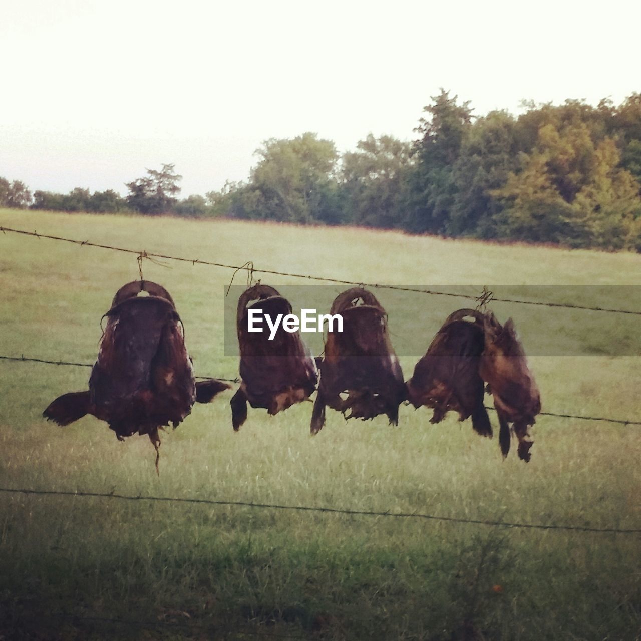 Dead animal heads hanging from railing on grassy field against clear sky