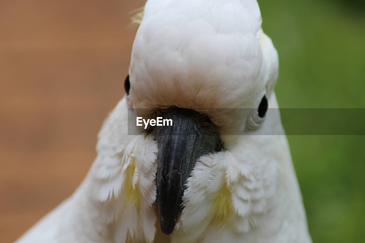 CLOSE-UP PORTRAIT OF A PARROT