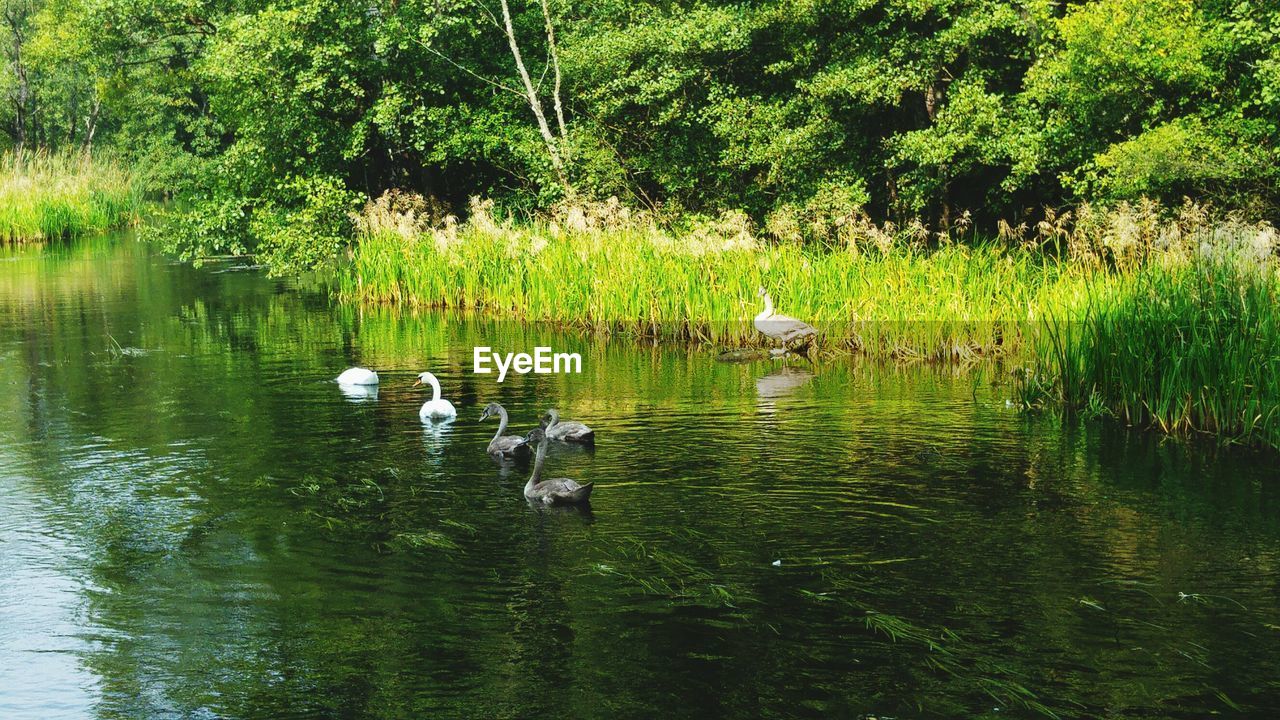DUCKS IN LAKE