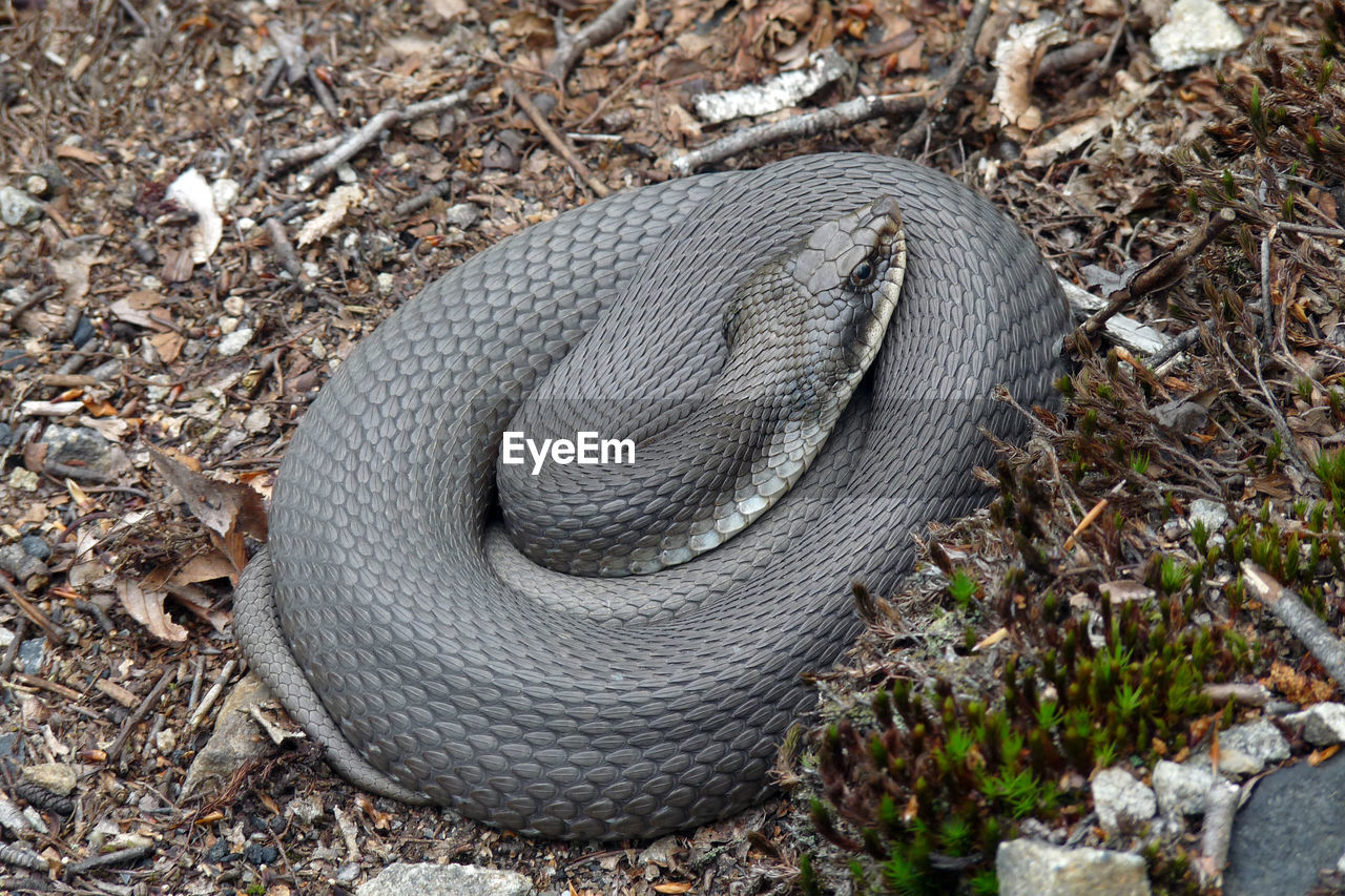 High angle view of coiled snake on field