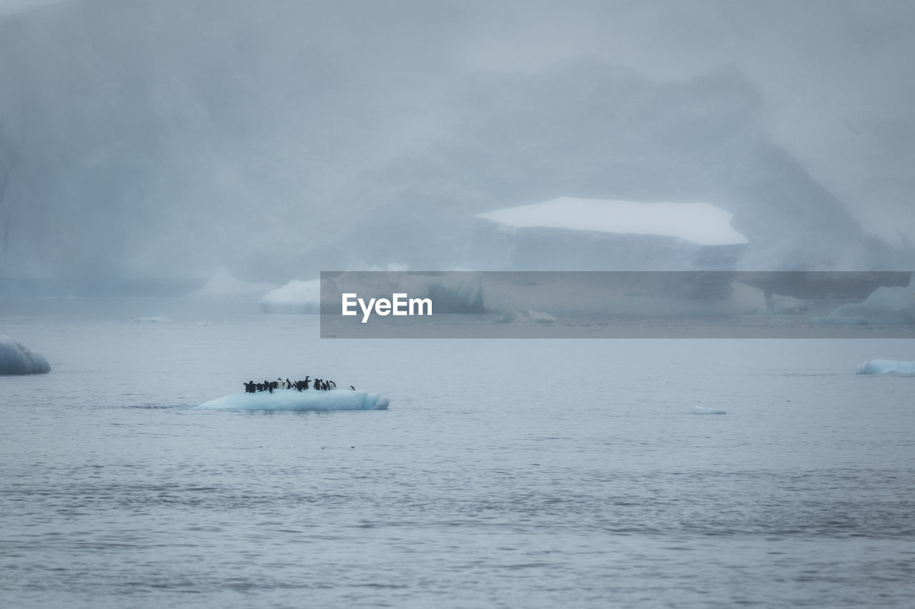 Penguins on frozen sea against sky