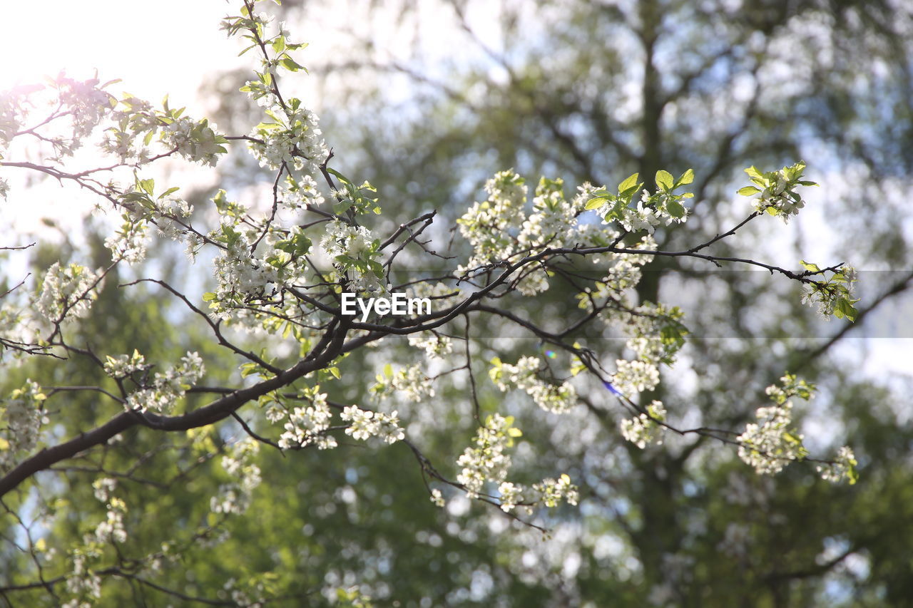 Low angle view of cherry blossoms in spring