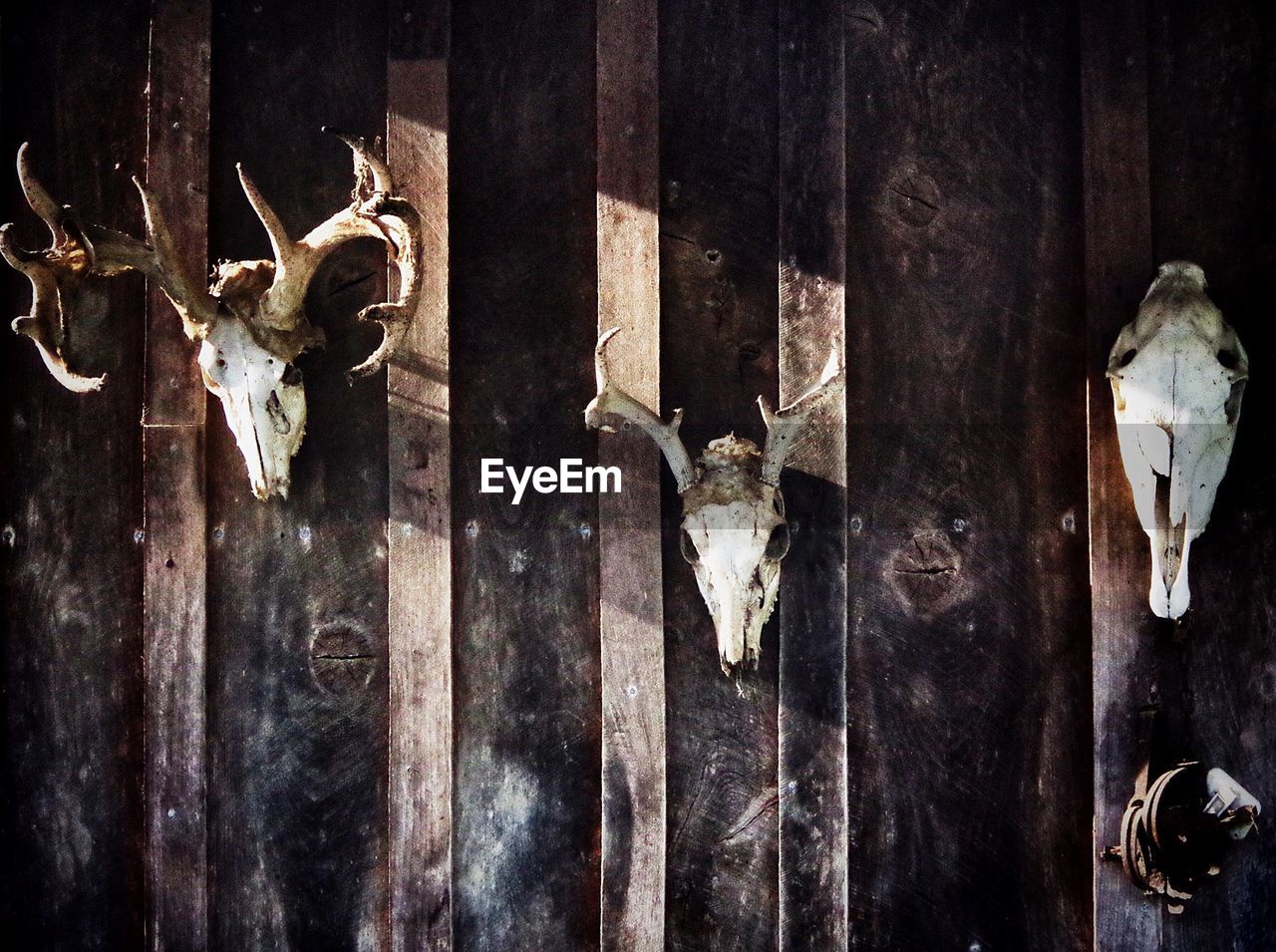Animal skulls on wall