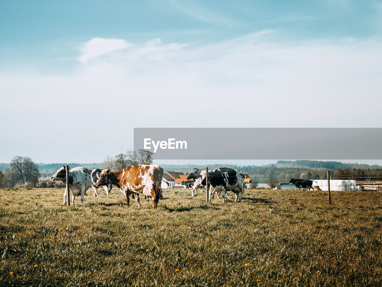 Horses on field against sky
