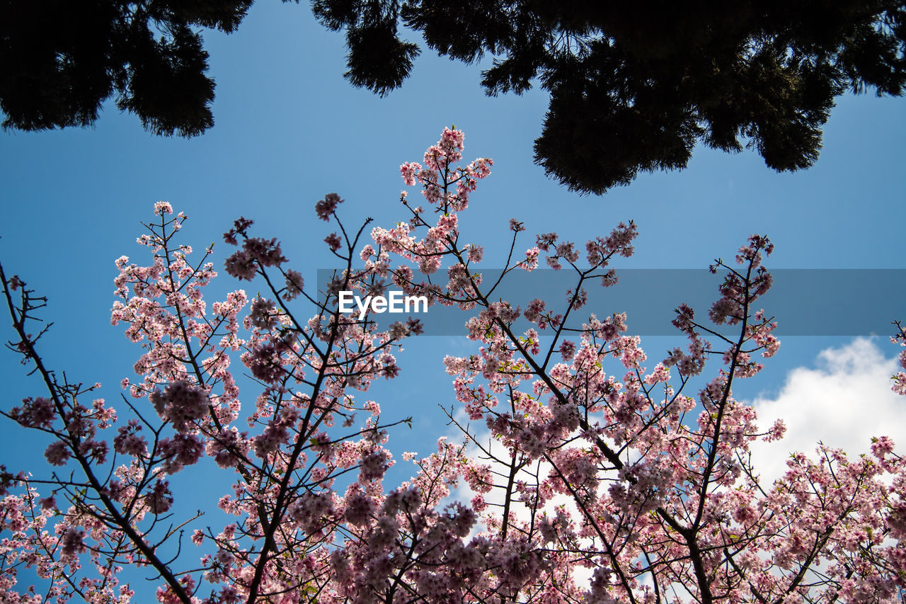 Low angle view of cherry blossoms against sky