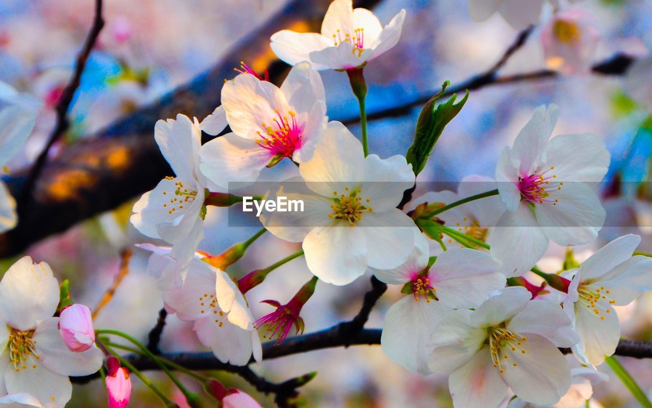 APPLE BLOSSOMS IN SPRING