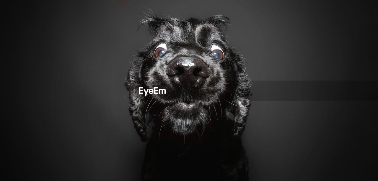 Close-up of dog against black background