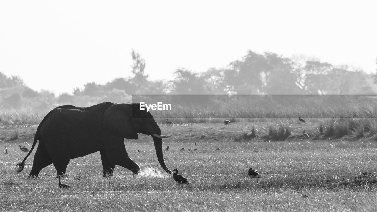 SIDE VIEW OF ELEPHANT ON LANDSCAPE