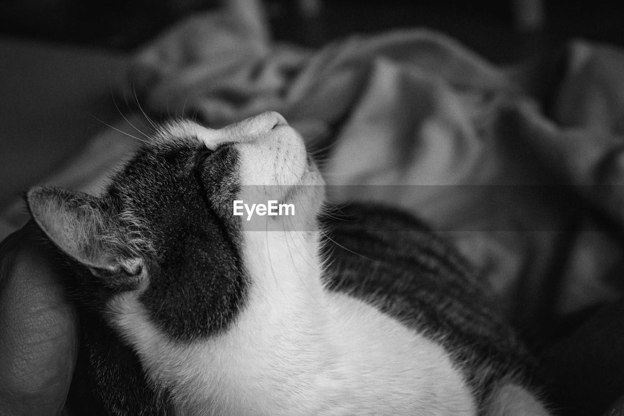 Close-up of cat resting on bed