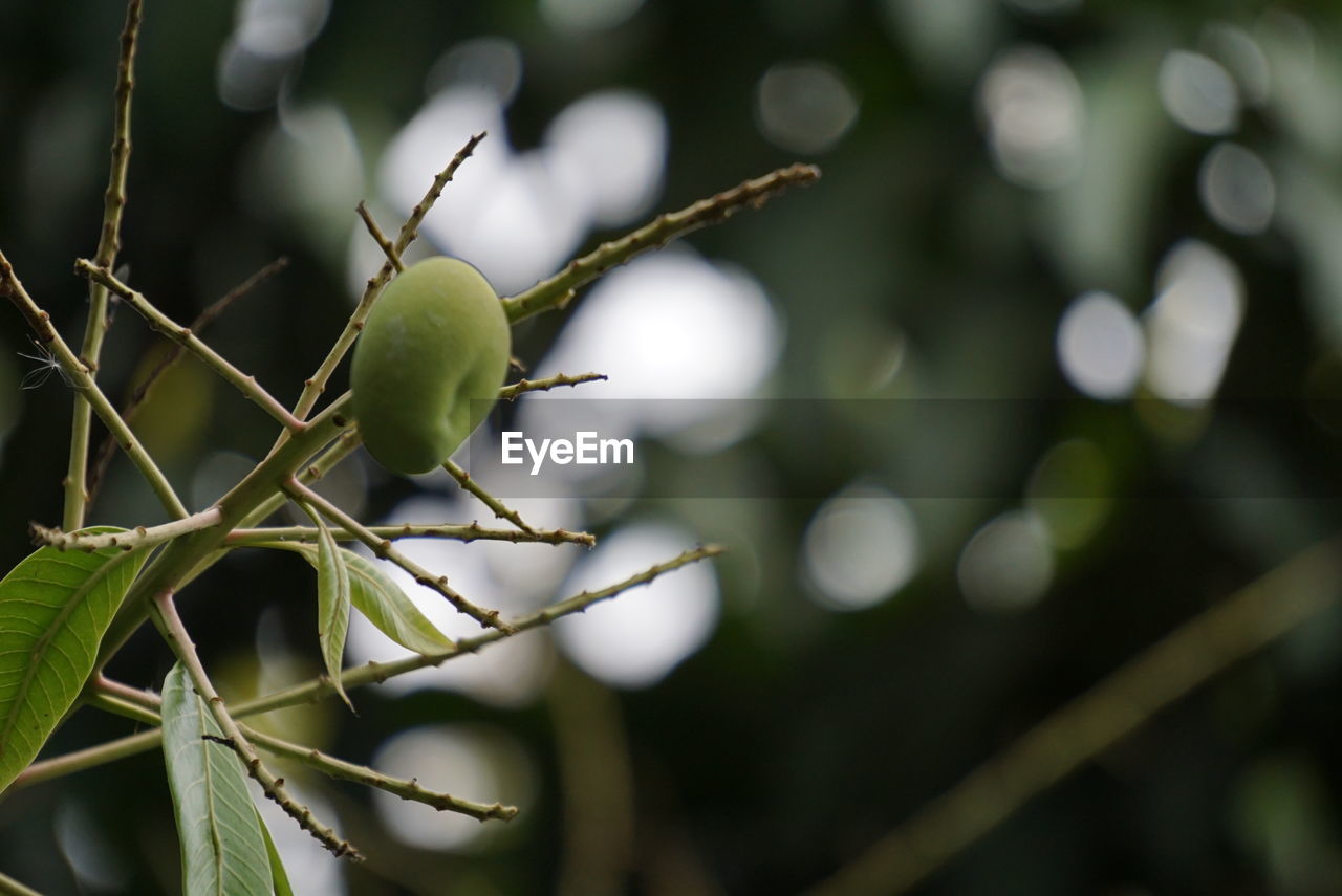 CLOSE-UP OF FRUITS ON TREE