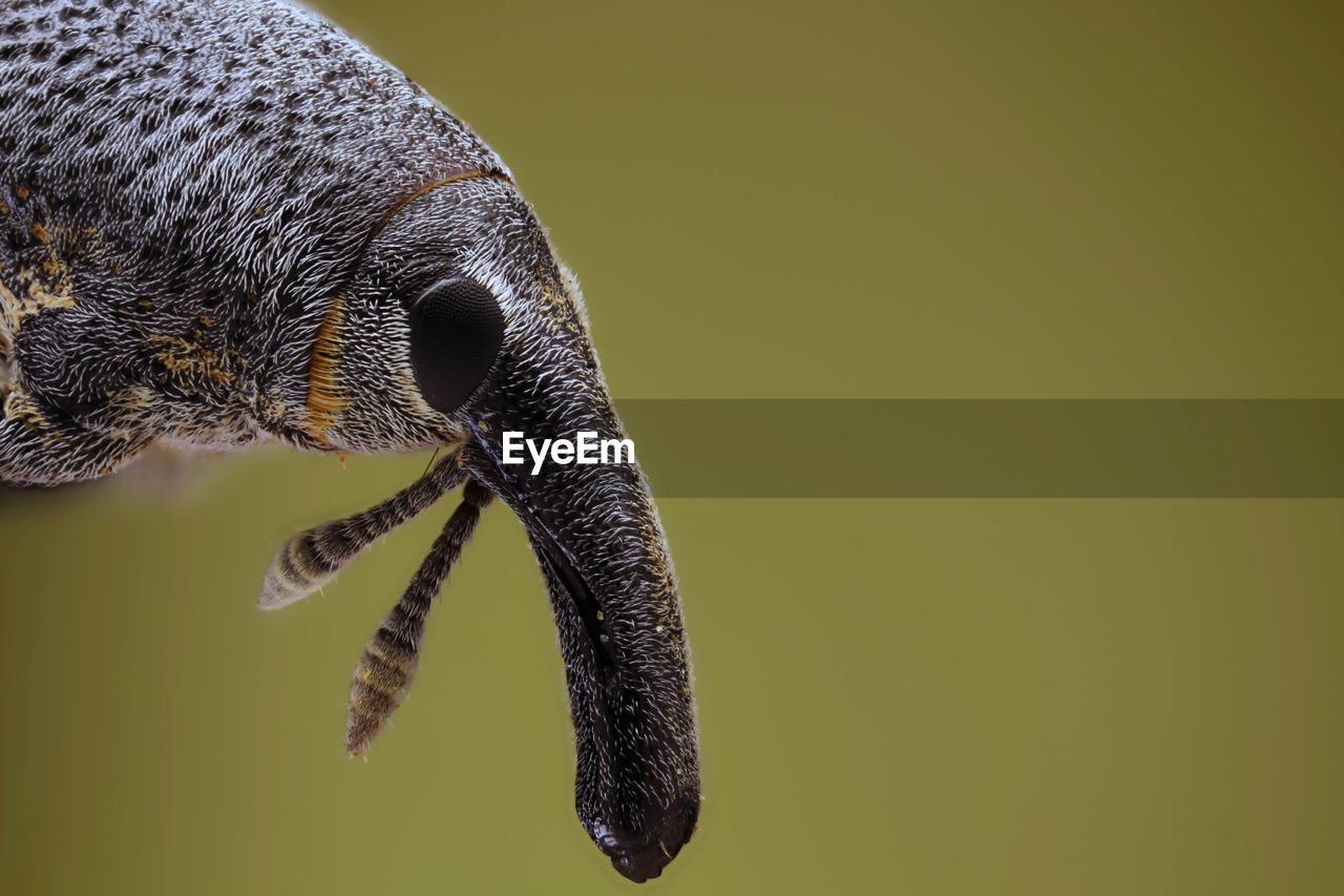 CLOSE-UP OF AN ANIMAL HEAD