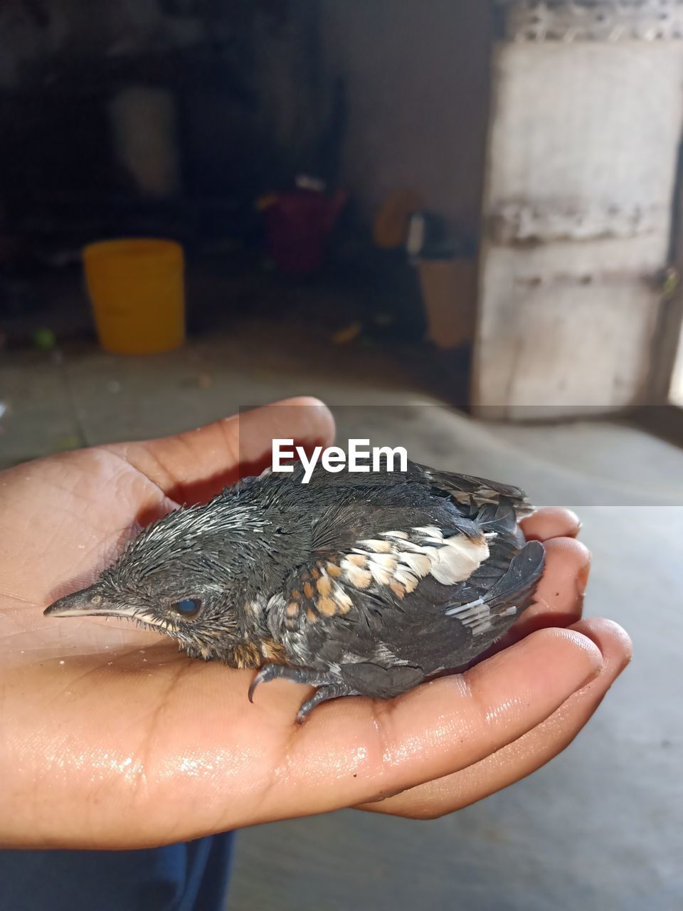CLOSE-UP OF HUMAN HAND HOLDING FINGER