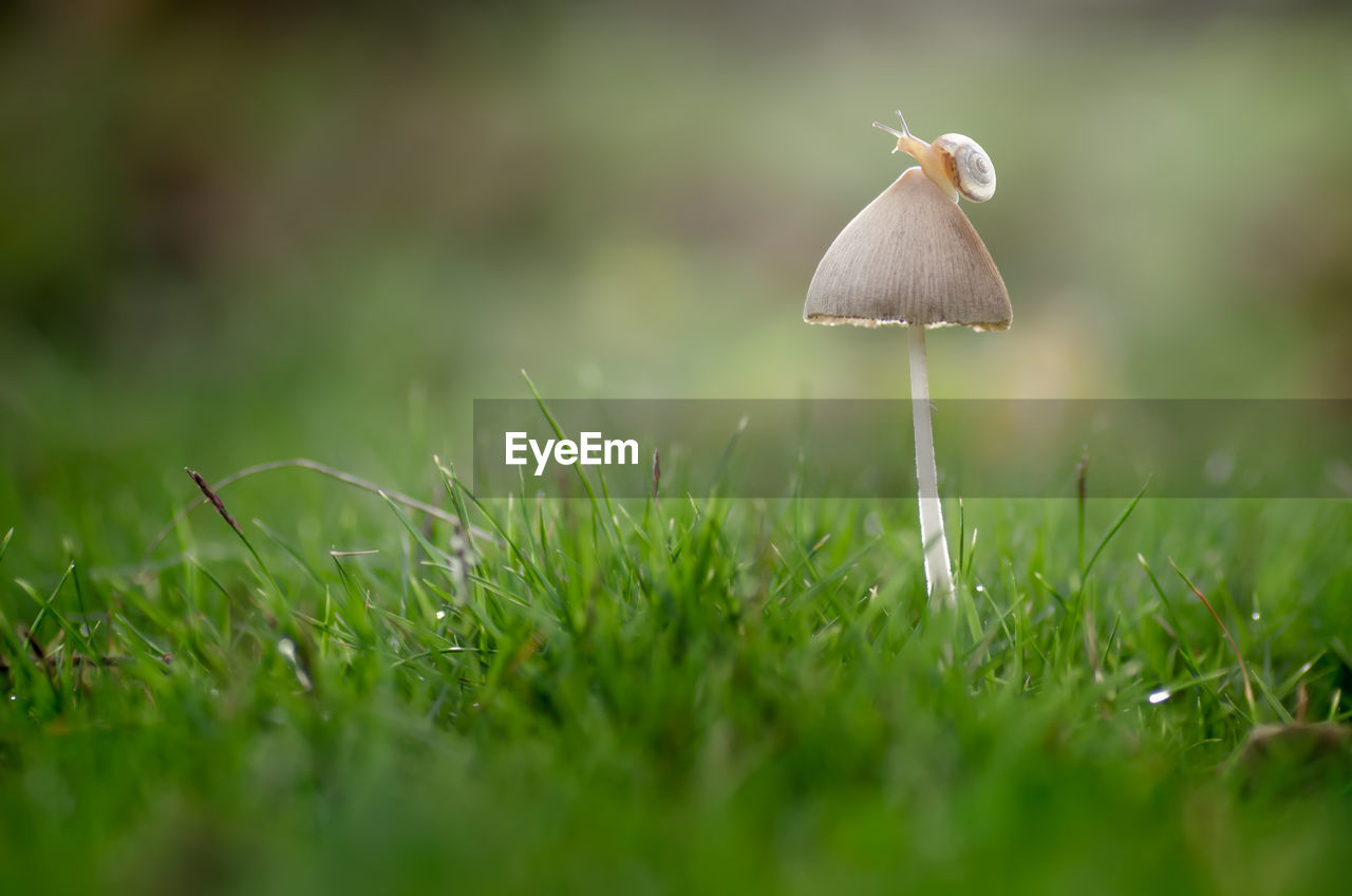 CLOSE-UP OF MUSHROOMS ON FIELD