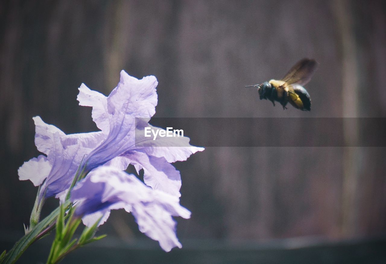 Close-up of bee pollinating on flower