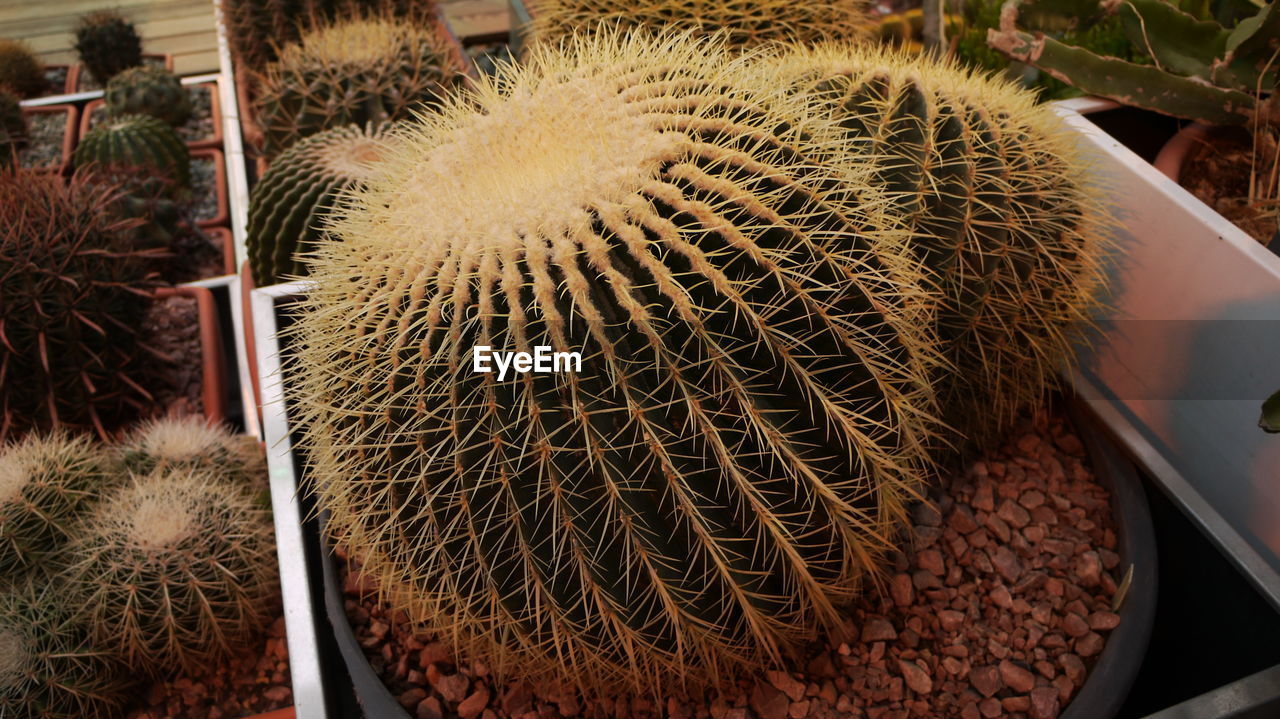 CLOSE-UP OF CACTUS IN PLANT