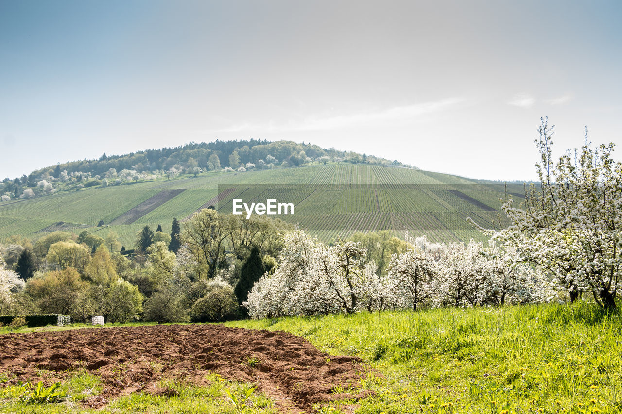 SCENIC VIEW OF FARM AGAINST SKY