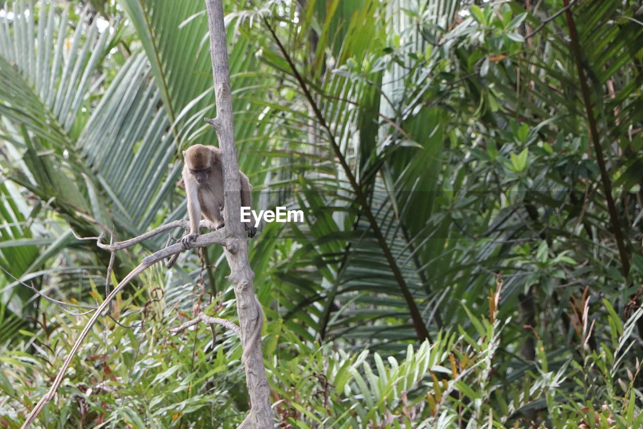 MONKEY ON A TREE