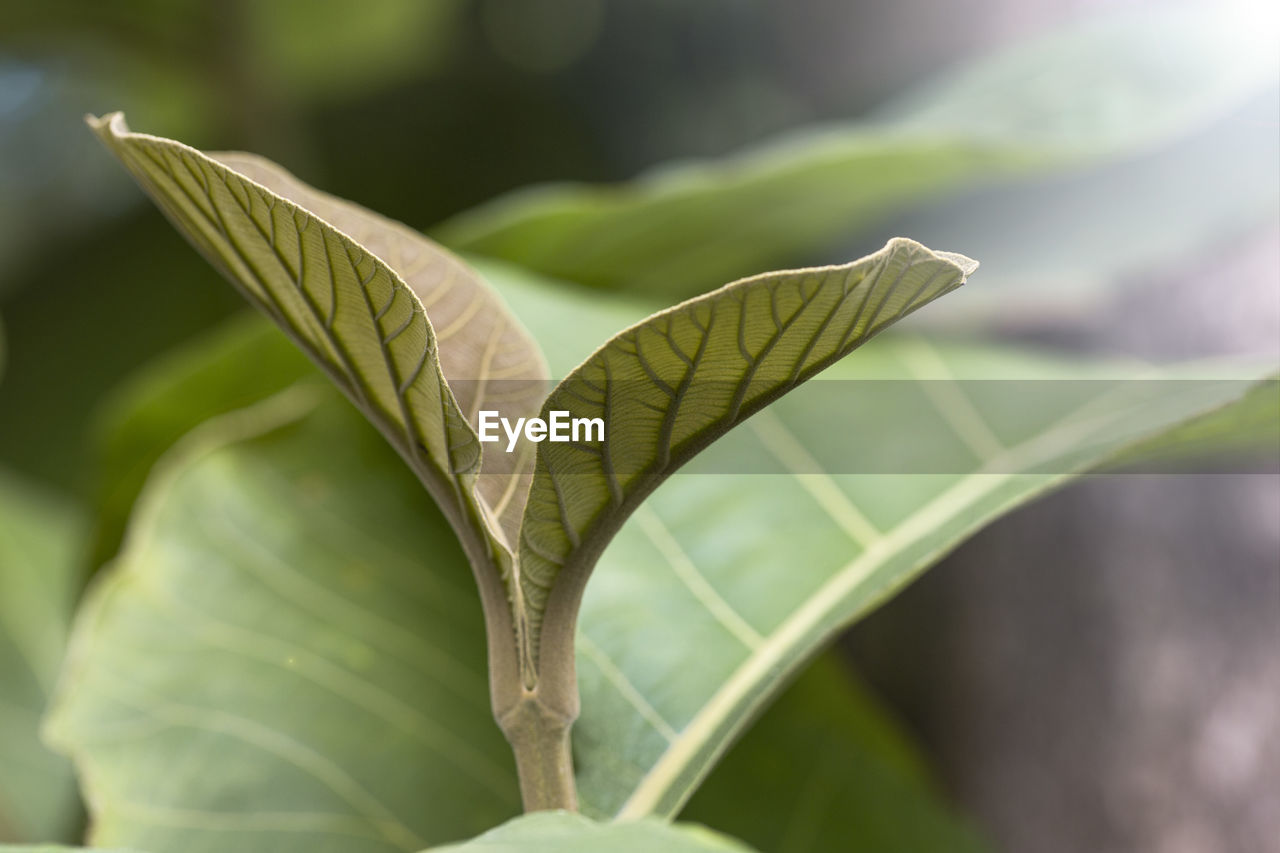 plant part, leaf, green, plant, nature, close-up, flower, macro photography, no people, beauty in nature, food, growth, food and drink, outdoors, freshness, insect, environment, day, focus on foreground, plant stem, selective focus, animal, animal themes