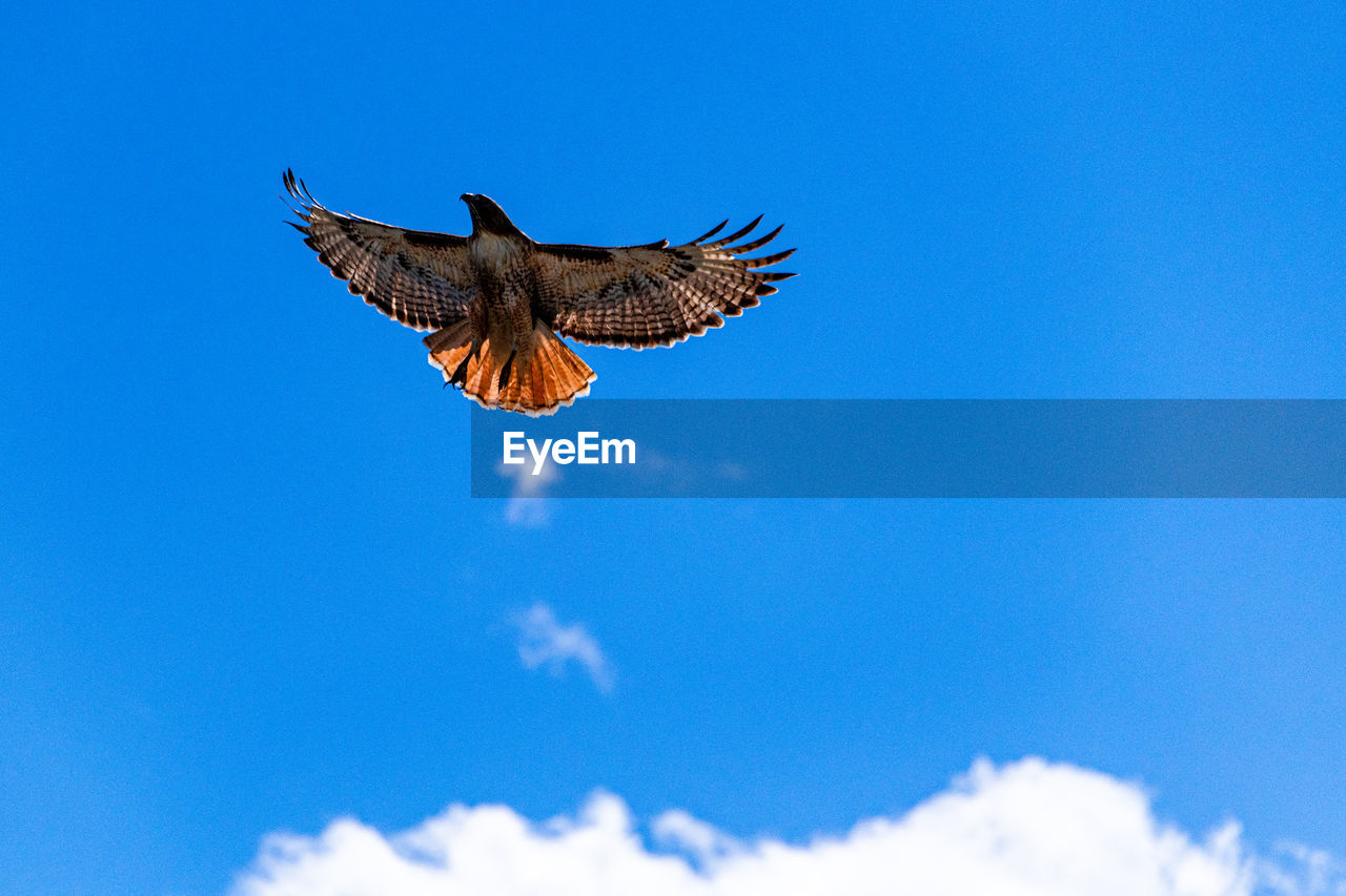 Hawk flies alone against a blue sky. 