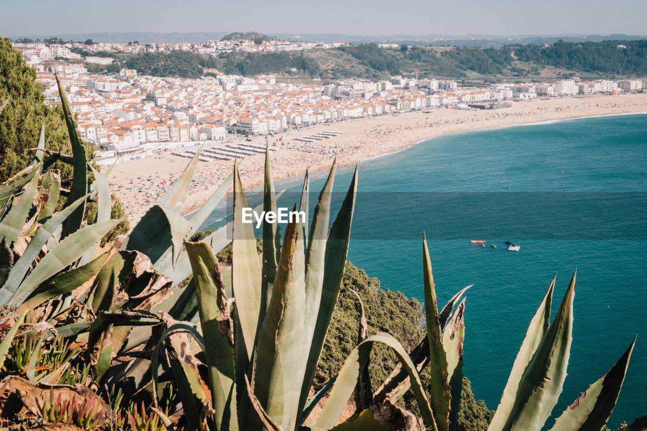 Close-up of plants over sea against cityscape