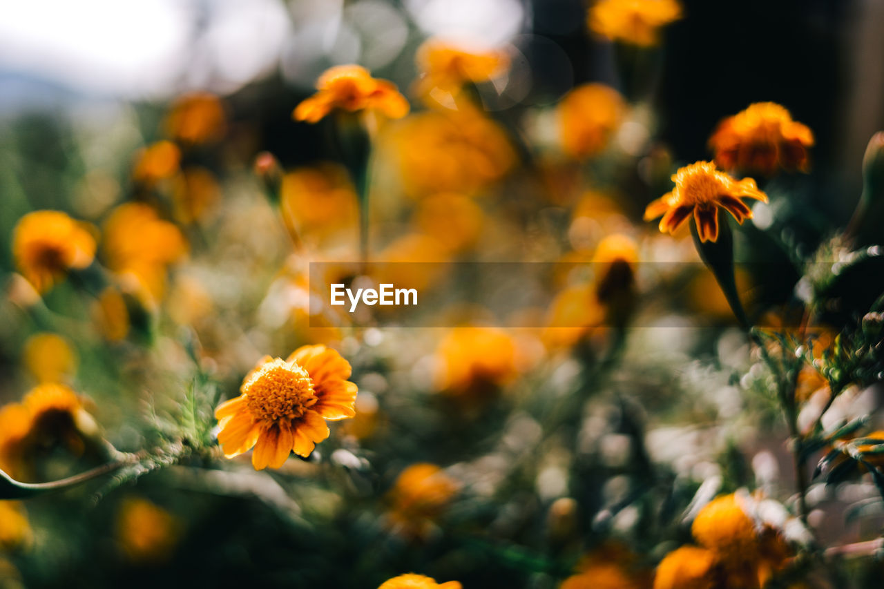 Close-up of yellow flowering plant