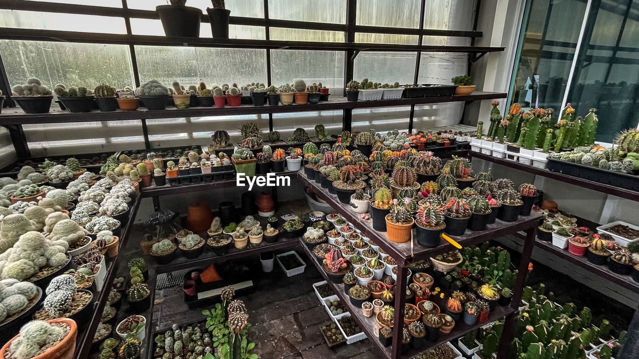 High angle view of potted plants in greenhouse