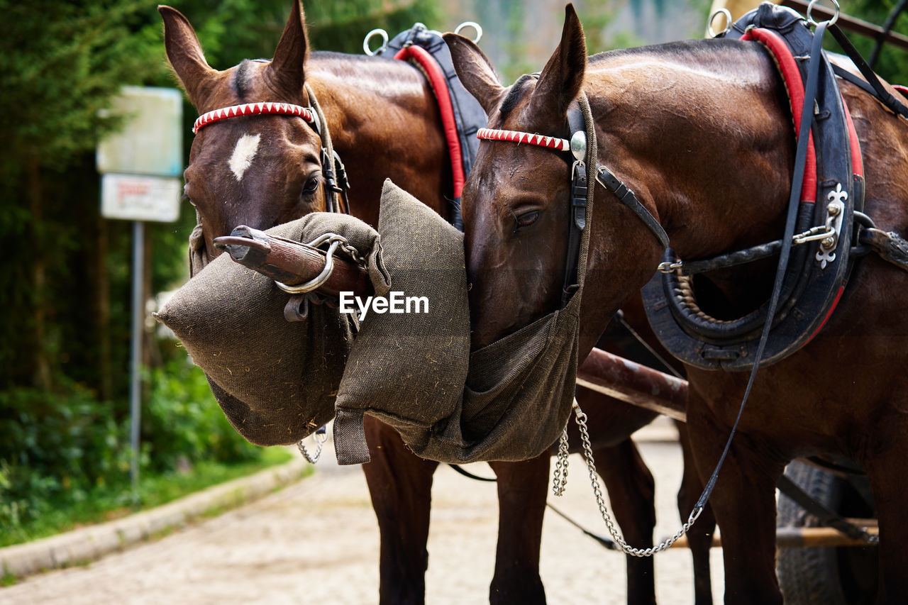 Horse harness with cart in mountain forest. harnessed horses eat food from bags