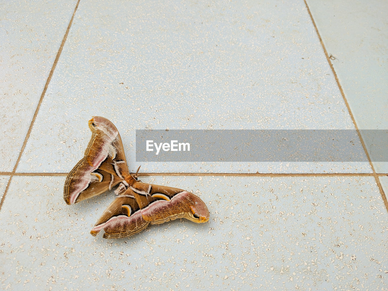 Close-up of brown butterfly on tiled floor