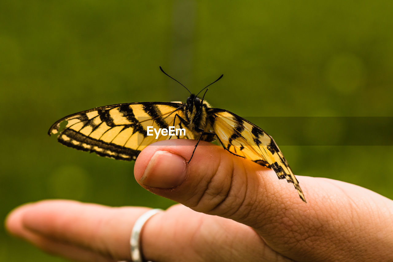 Close-up of butterfly on hand