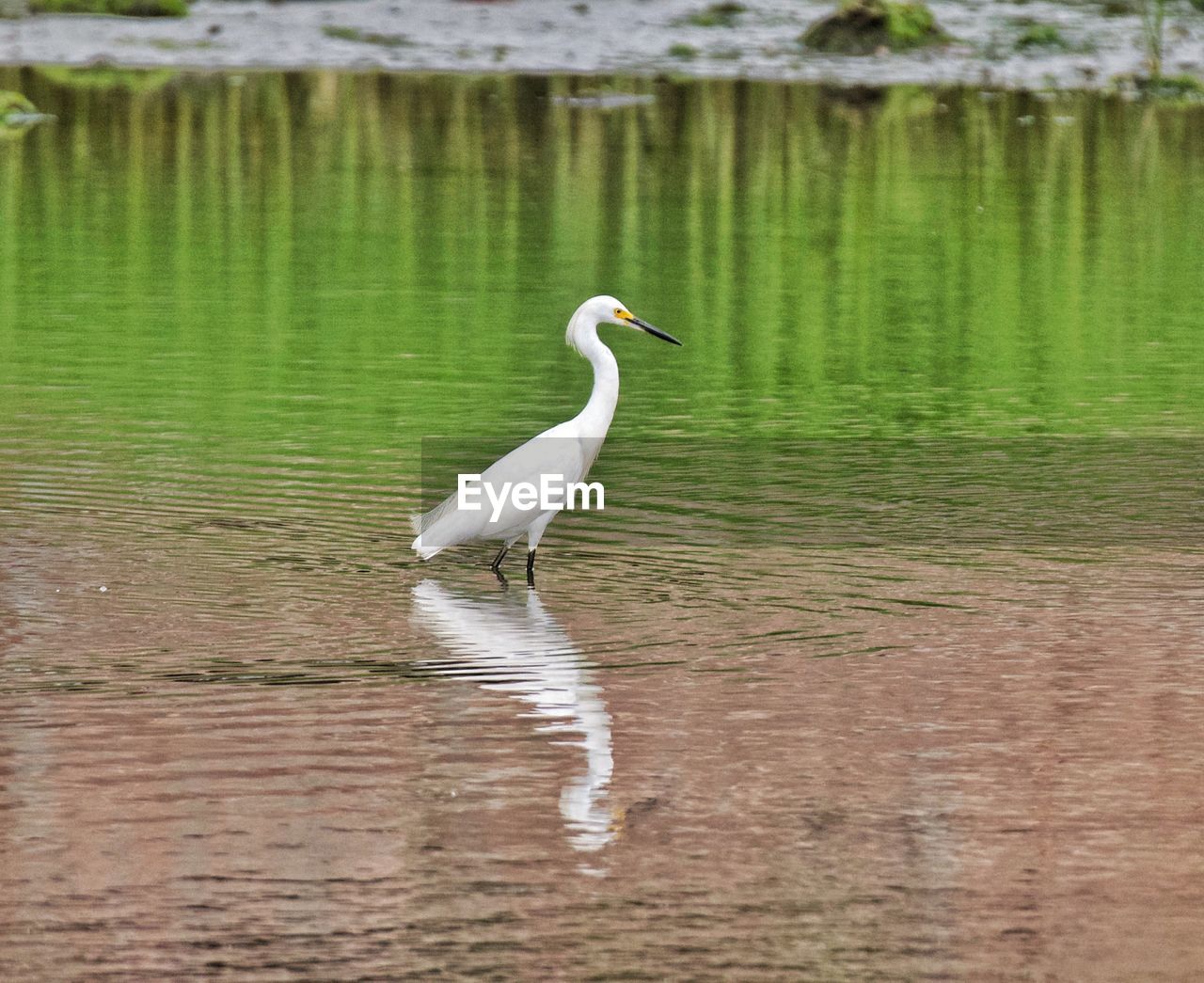 BIRD IN LAKE